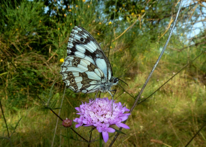 Melanargia